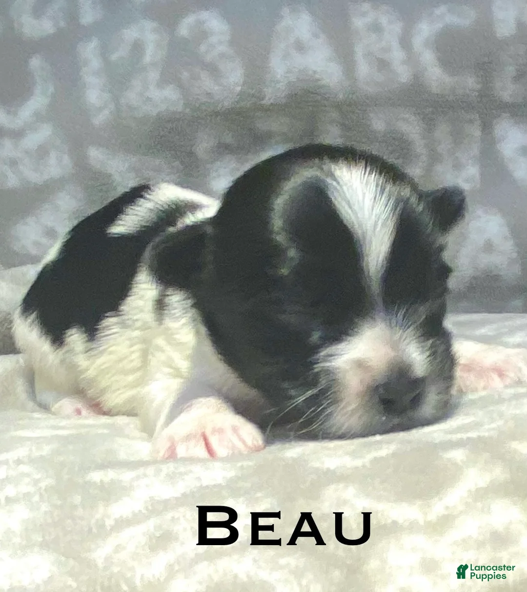 Biewer Terrier dogs for sale: Beau - Ad 1