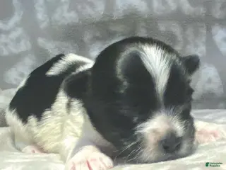 Biewer Terrier dogs Beau - Ad 3