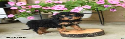 Mini Aussiedoodle dogs for sale: Pearl - Ad 1