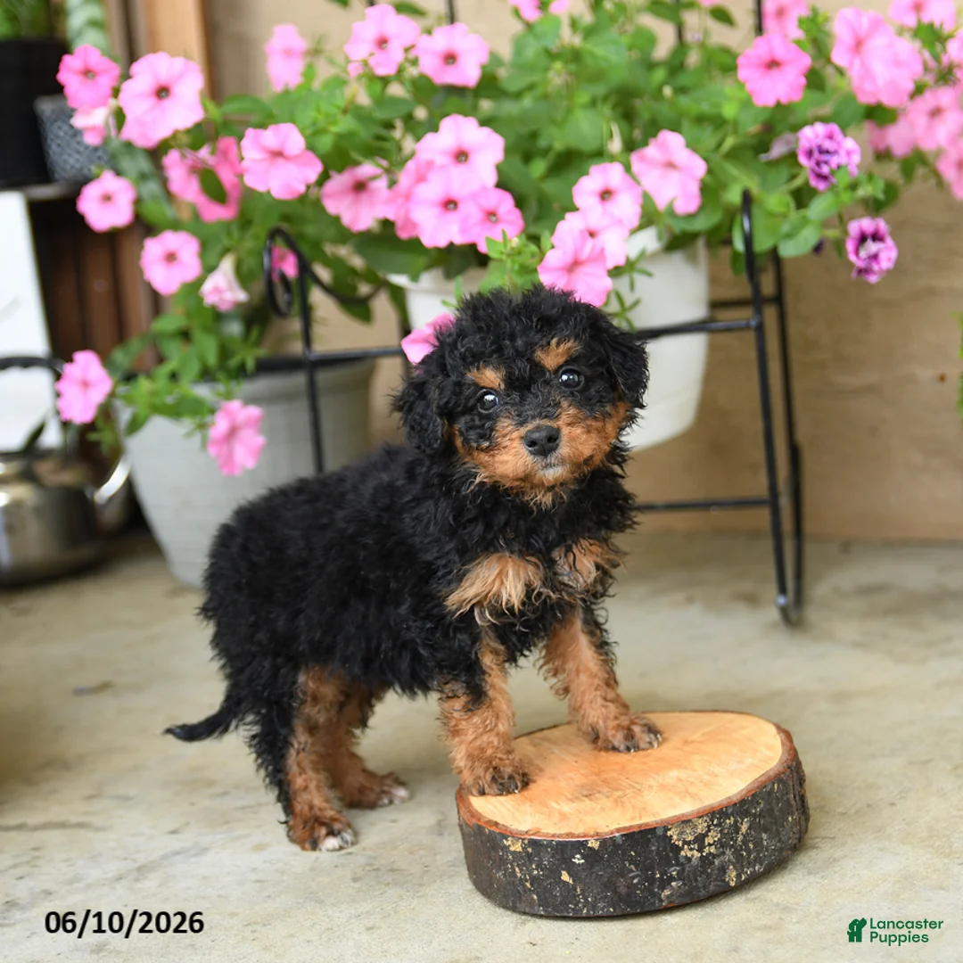 Mini Aussiedoodle dogs for sale: Pearl - Ad 1