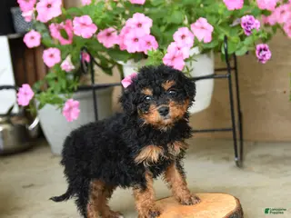 Mini Aussiedoodle dogs for sale: Pearl - Ad 3