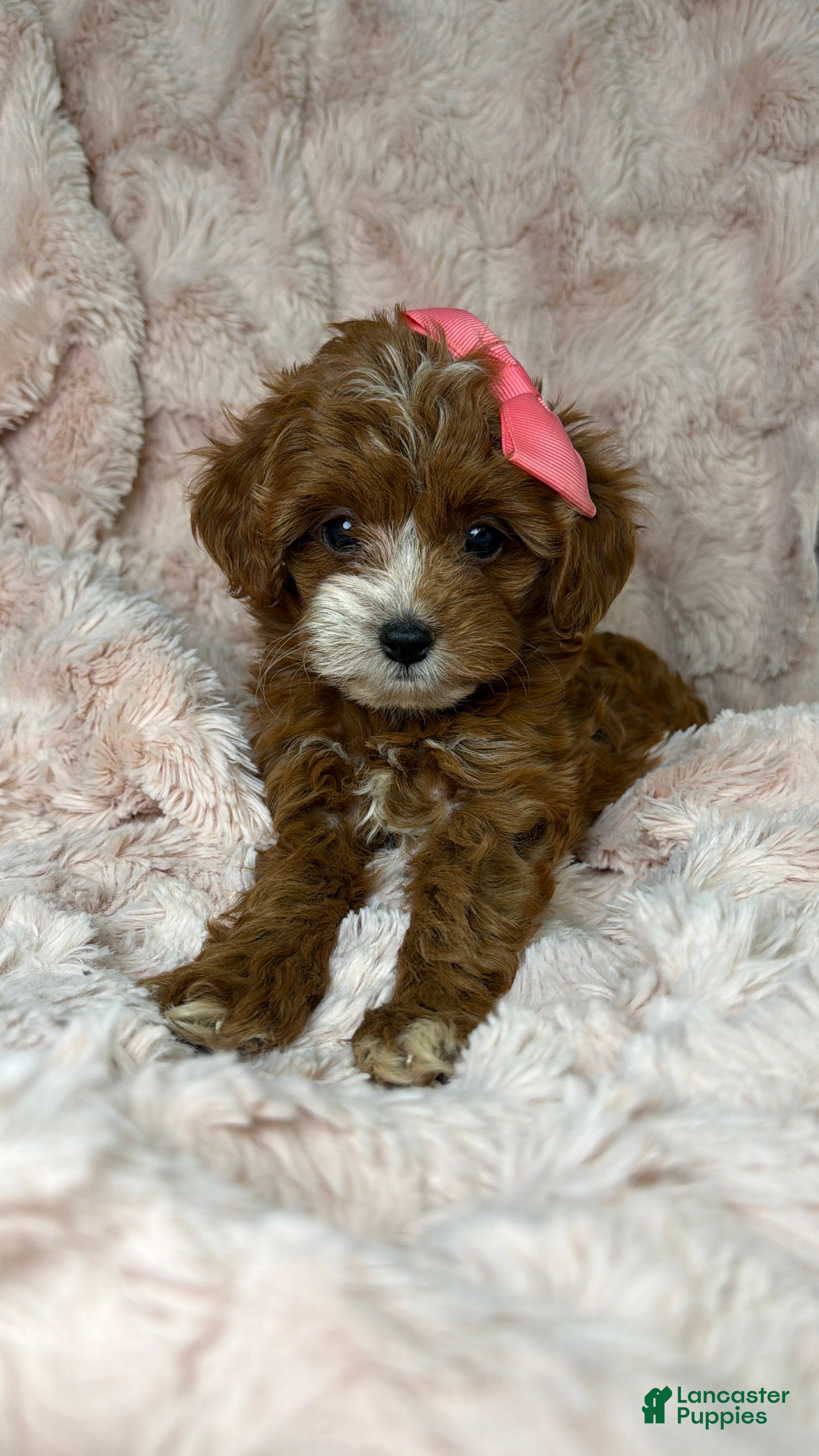 Cavapoo dogs Remi-toy - Ad 19