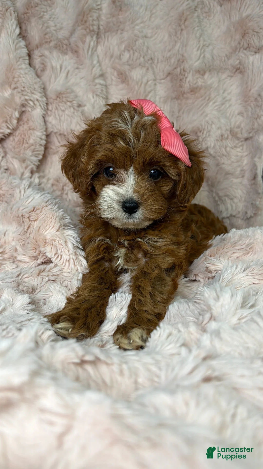 Cavapoo dogs for sale: Remi-toy - Ad 1