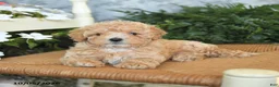 Maltipoo dogs for sale: Huckleberry - Ad 4