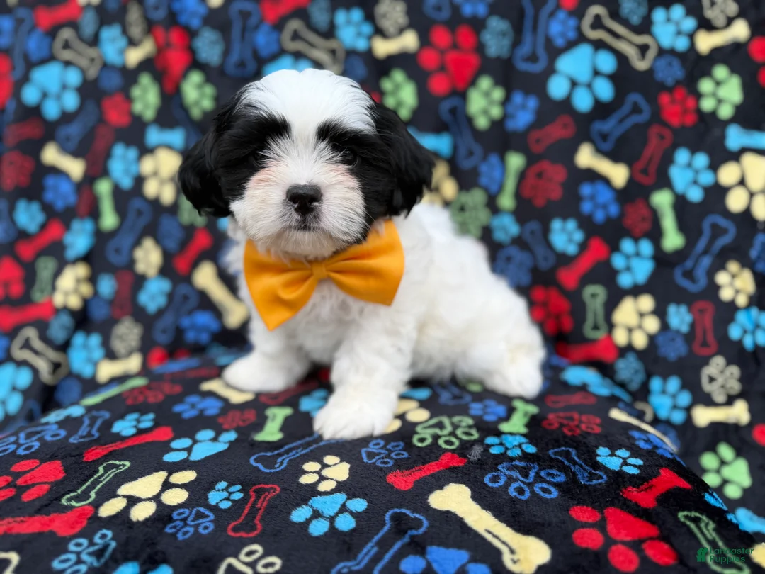 Shih Tzu dogs for sale: Shep - Ad 2