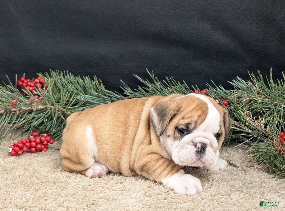 English Bulldog dogs for sale: Fudge  - Ad 3