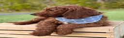 Irish Doodle dogs for sale: Copper - Ad 3