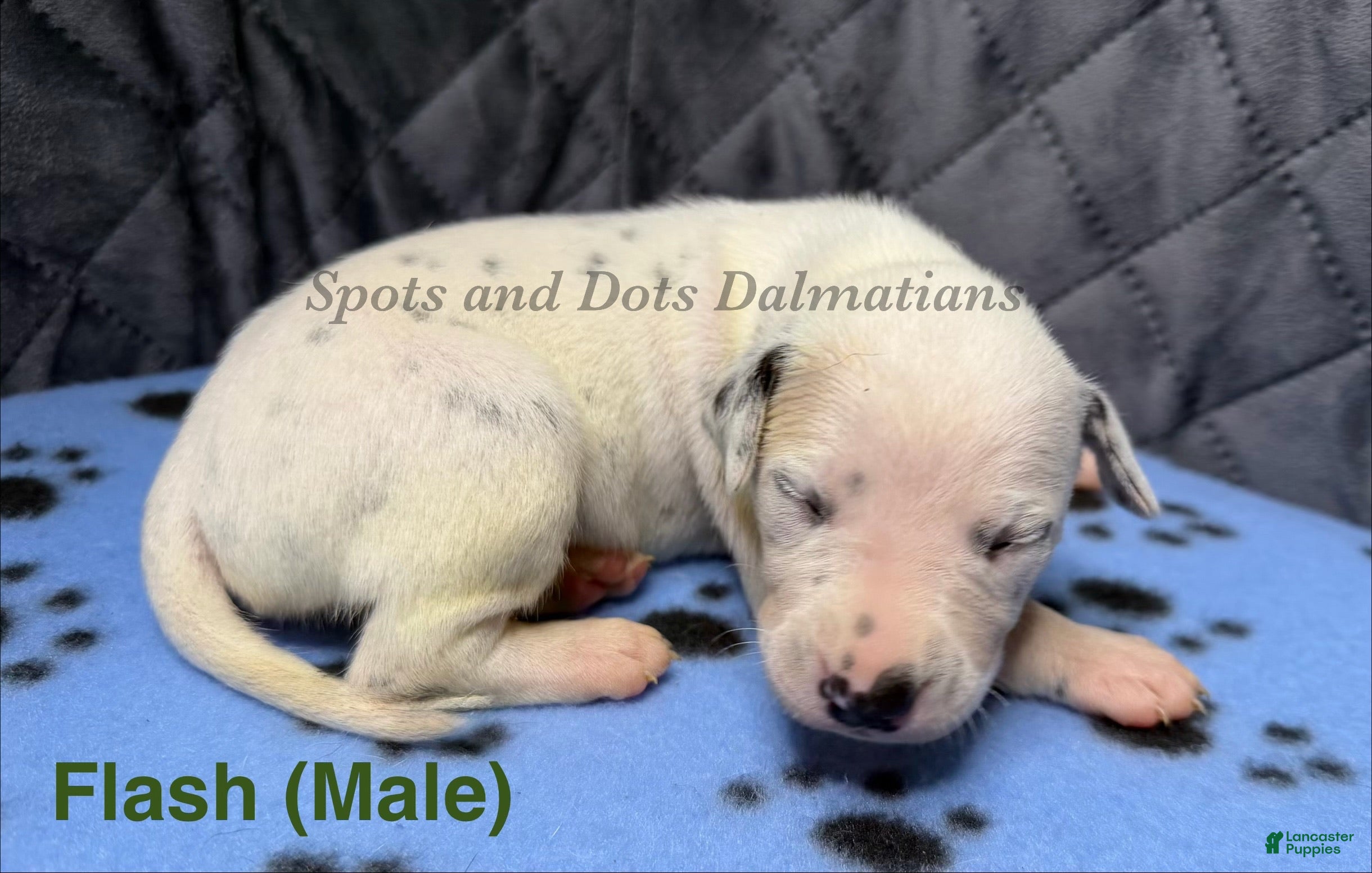 Dalmatian dogs for sale: Flash - Ad 1