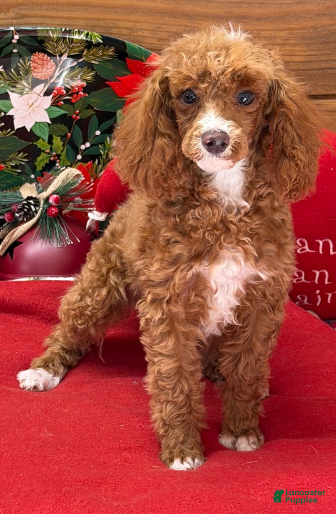 Toy Poodle dogs for sale: Lilly - Ad 4
