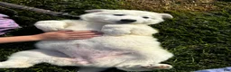 Great Pyrenees dogs for sale: Grace - Ad 4