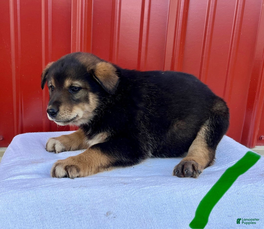 Mixed Breed dogs for sale: Nash - Ad 2