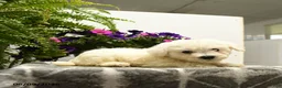 Bichon Frise dogs for sale: Buddy - Ad 4