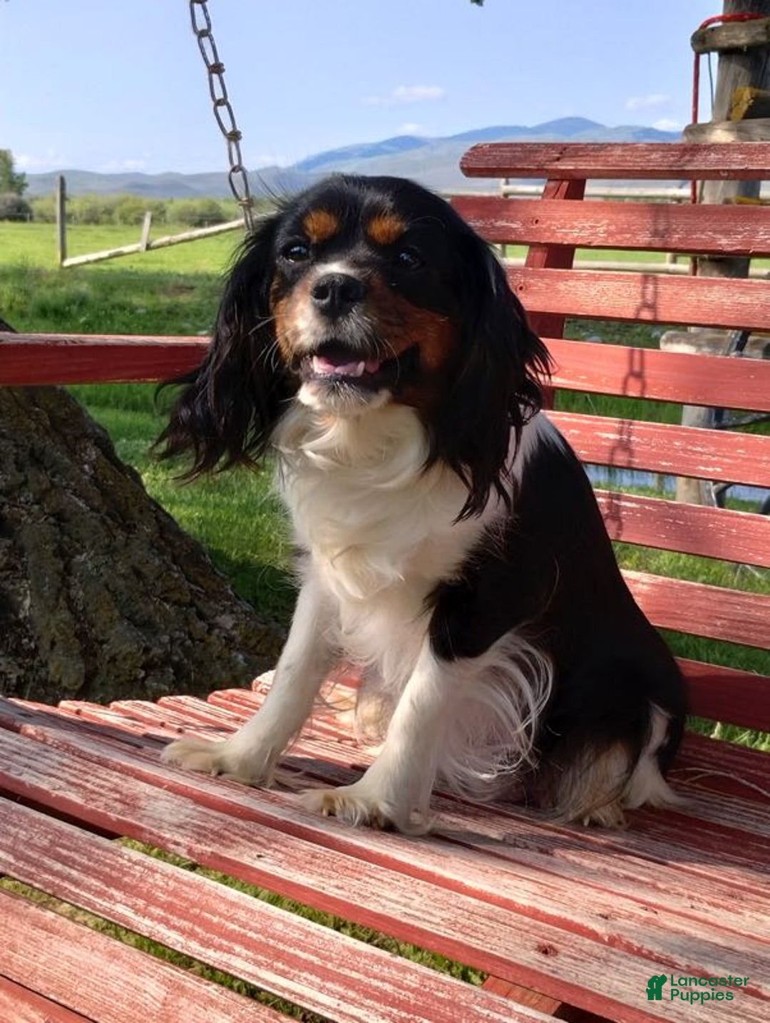 Cavapoo dogs for sale: Tootsie - Ad 3