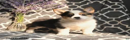 Welsh Corgi Pembroke dogs for sale: Cleo - Ad 2