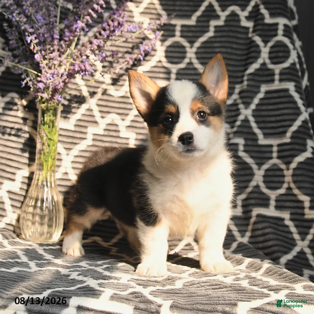 Welsh Corgi Pembroke dogs for sale: Cleo - Ad 2