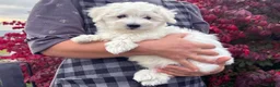 Mixed Breed dogs for sale: Susie - Ad 3