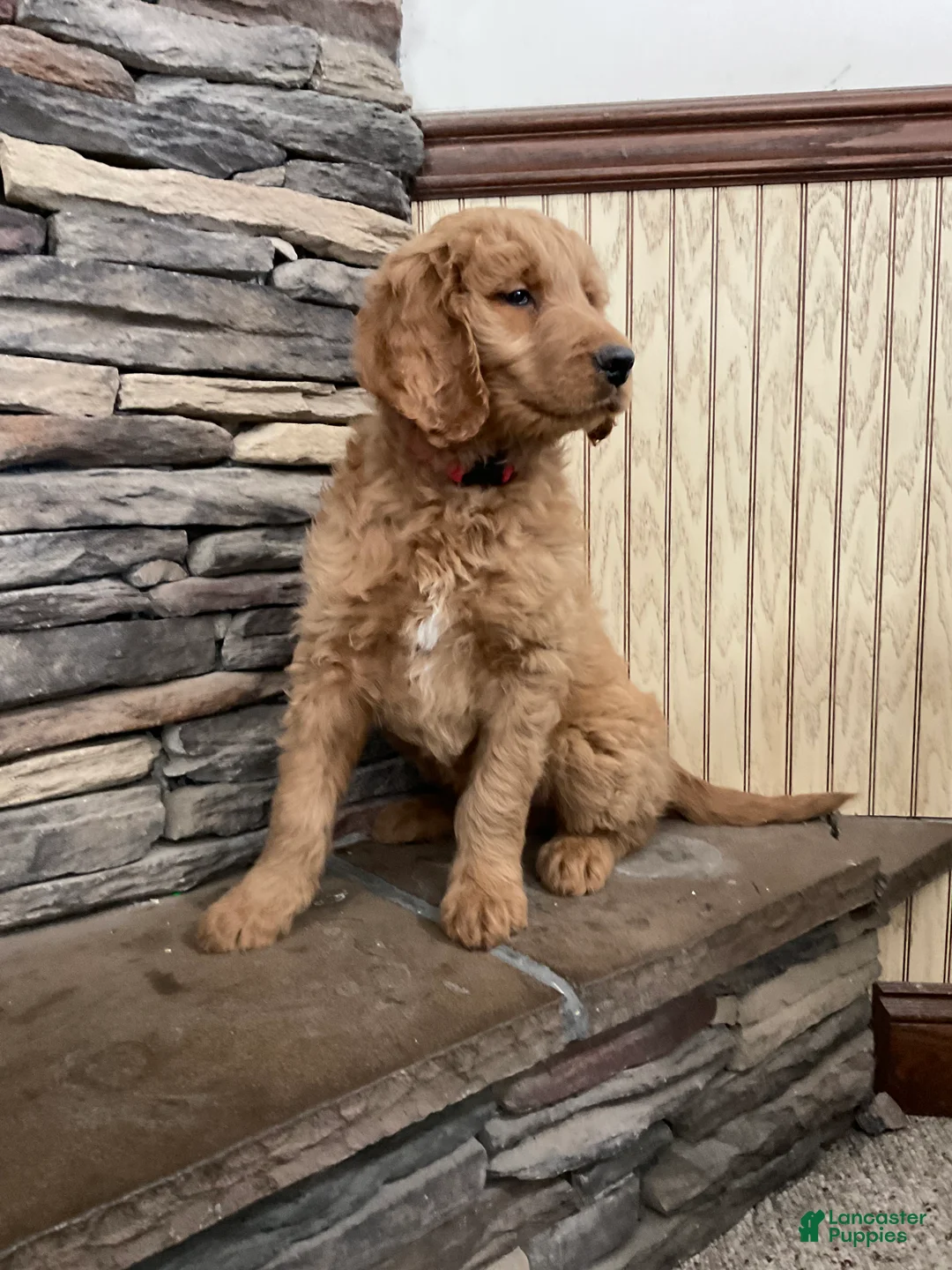 Goldendoodle dogs for sale: Clark - Ad 10