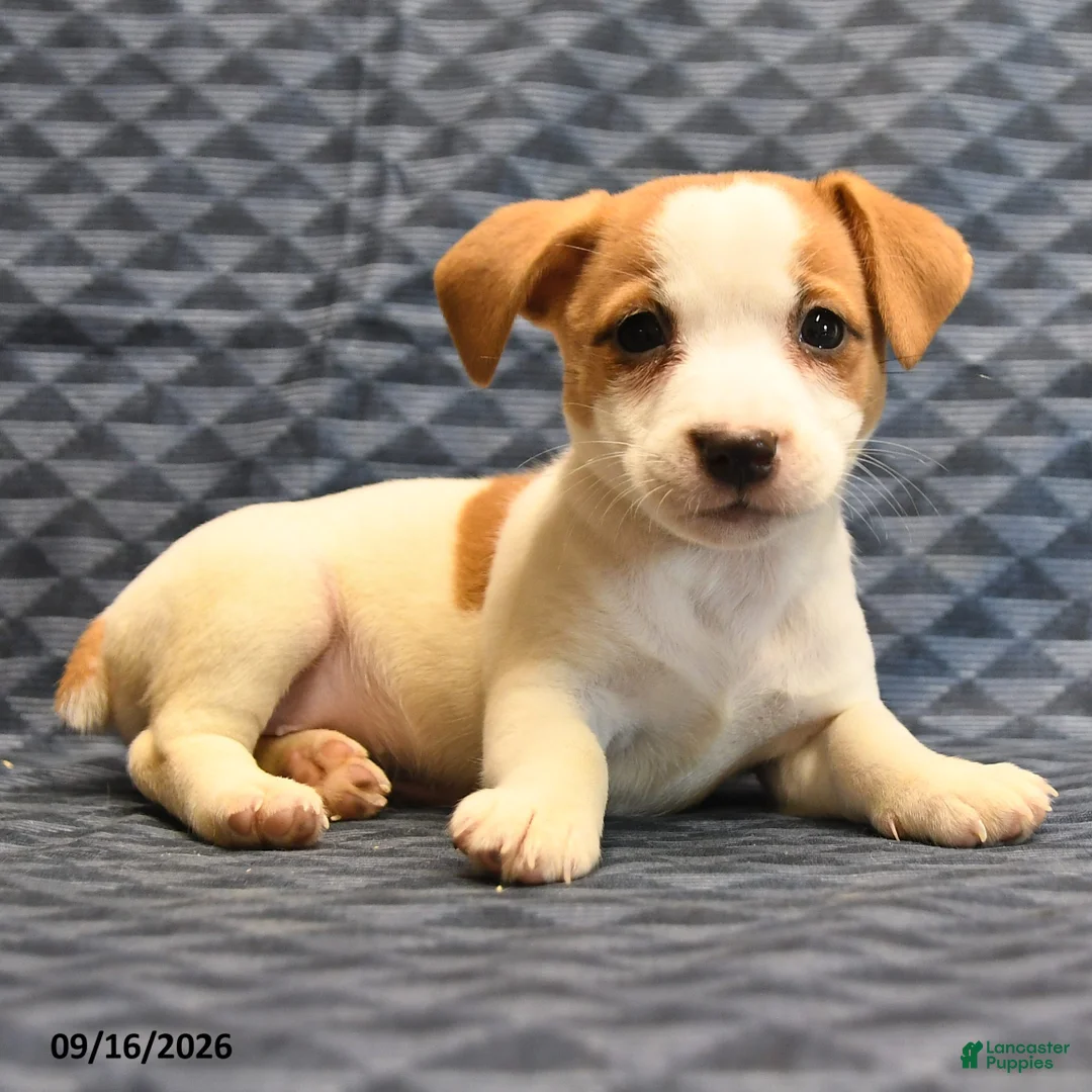 Jack Russell Terrier dogs for sale: Roleno - Ad 2