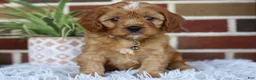 Cavapoo dogs for sale: Oakley  - Ad 12