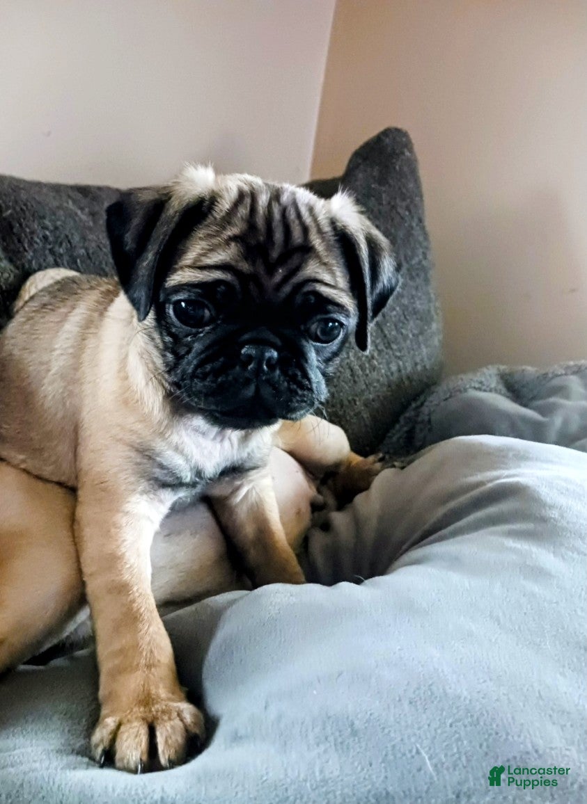 Pug dogs Pug Puppy 1 - Ad 1