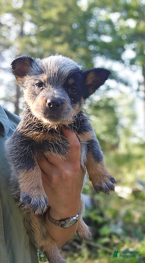 Australian Cattle Dog dogs Bailey - Ad 2