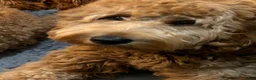 Goldendoodle dogs for sale: Red - Ad 4