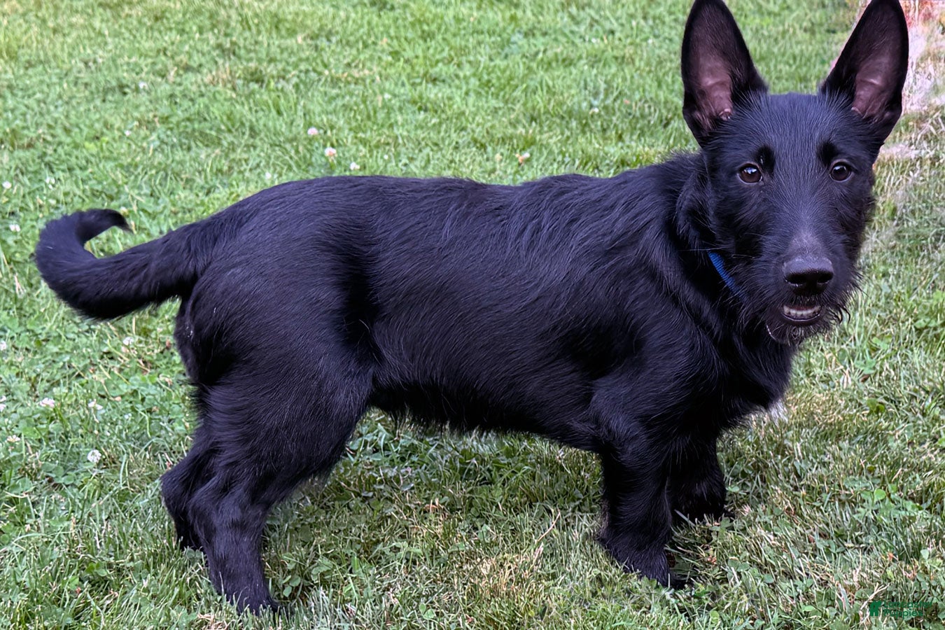 Mixed Breed dogs Barney - Ad 1