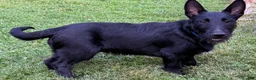 Mixed Breed dogs for sale: Barney - Ad 1