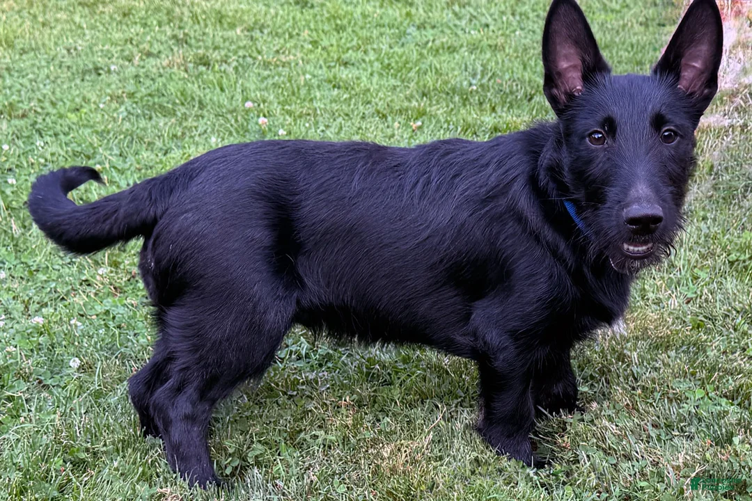 Mixed Breed dogs for sale: Barney - Ad 1
