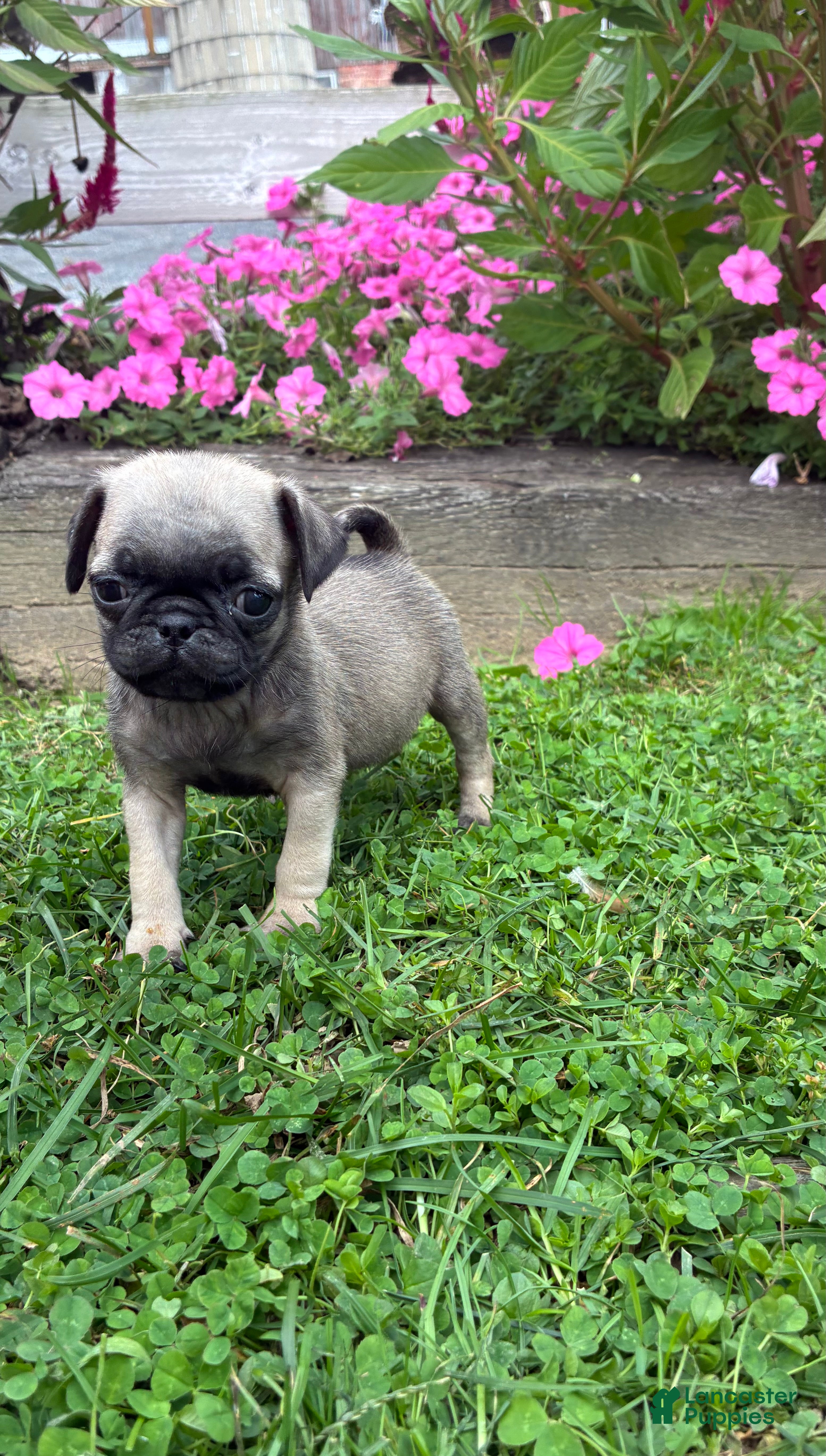 Pug dogs Honey - Ad 1