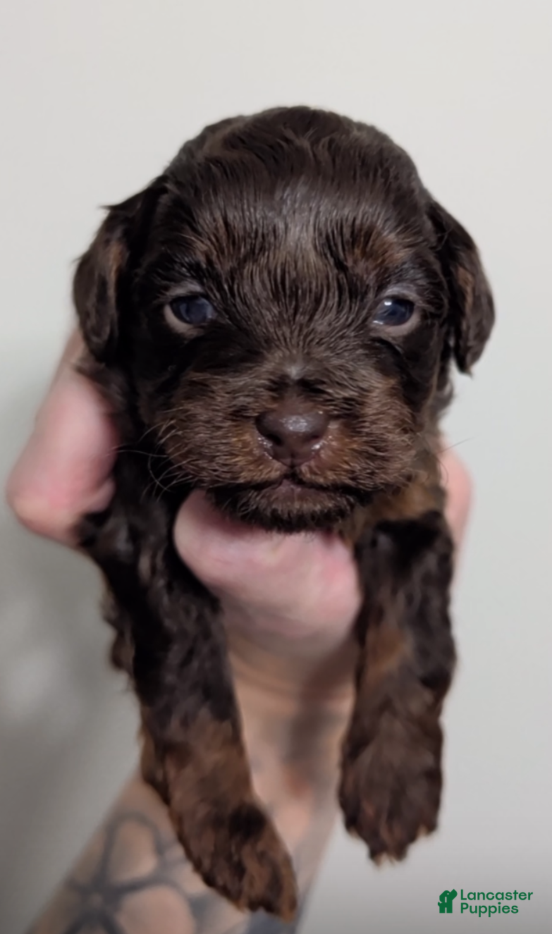 Miniature Poodle dogs Cecily  - Ad 1