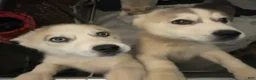 Siberian Husky dogs for sale: LoneStar - Ad 3