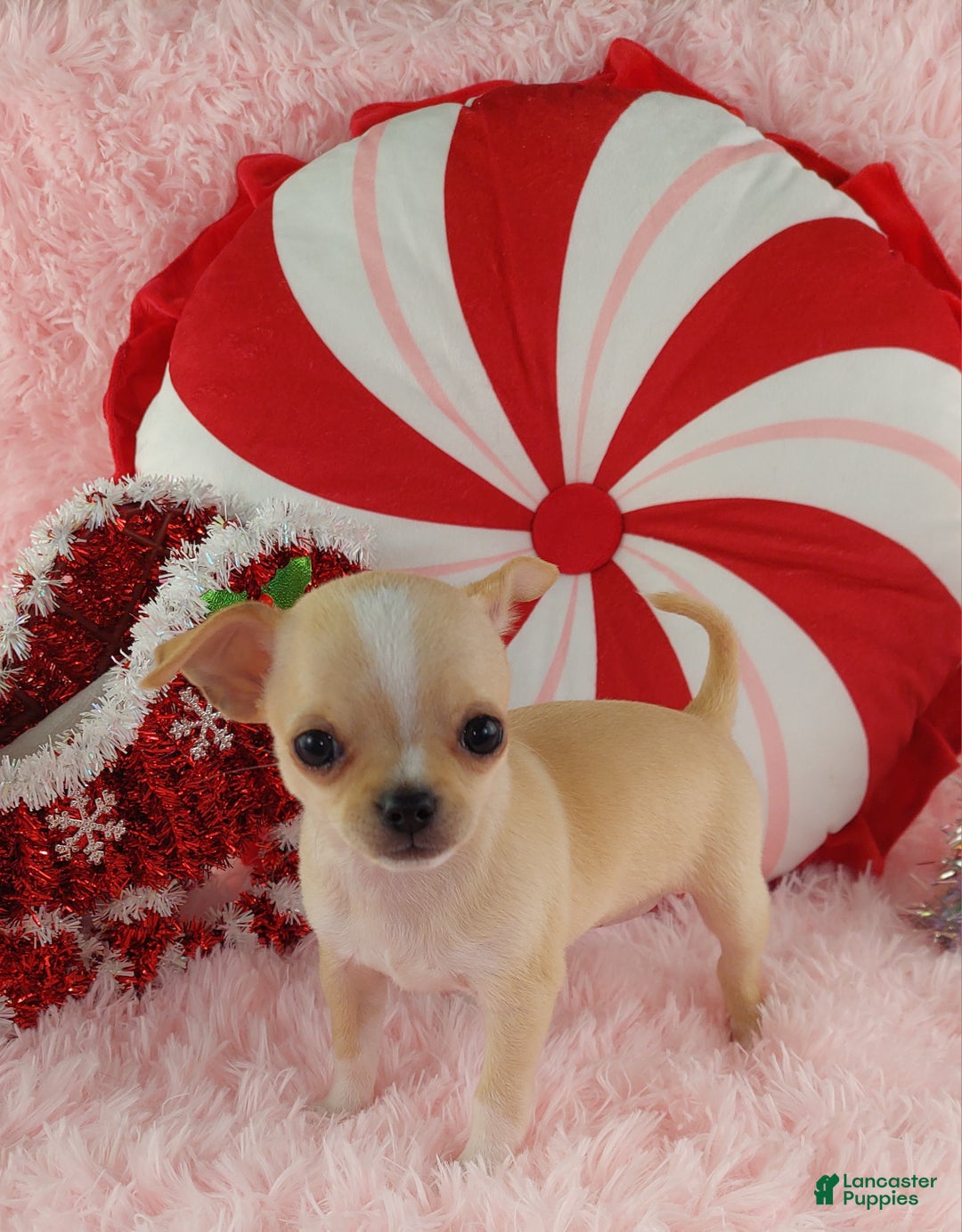 Chihuahua dogs for sale: Chihuahua Puppy 2 - Ad 8