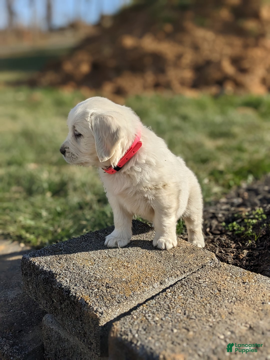 Golden Retriever dogs for sale: Emily - Ad 5