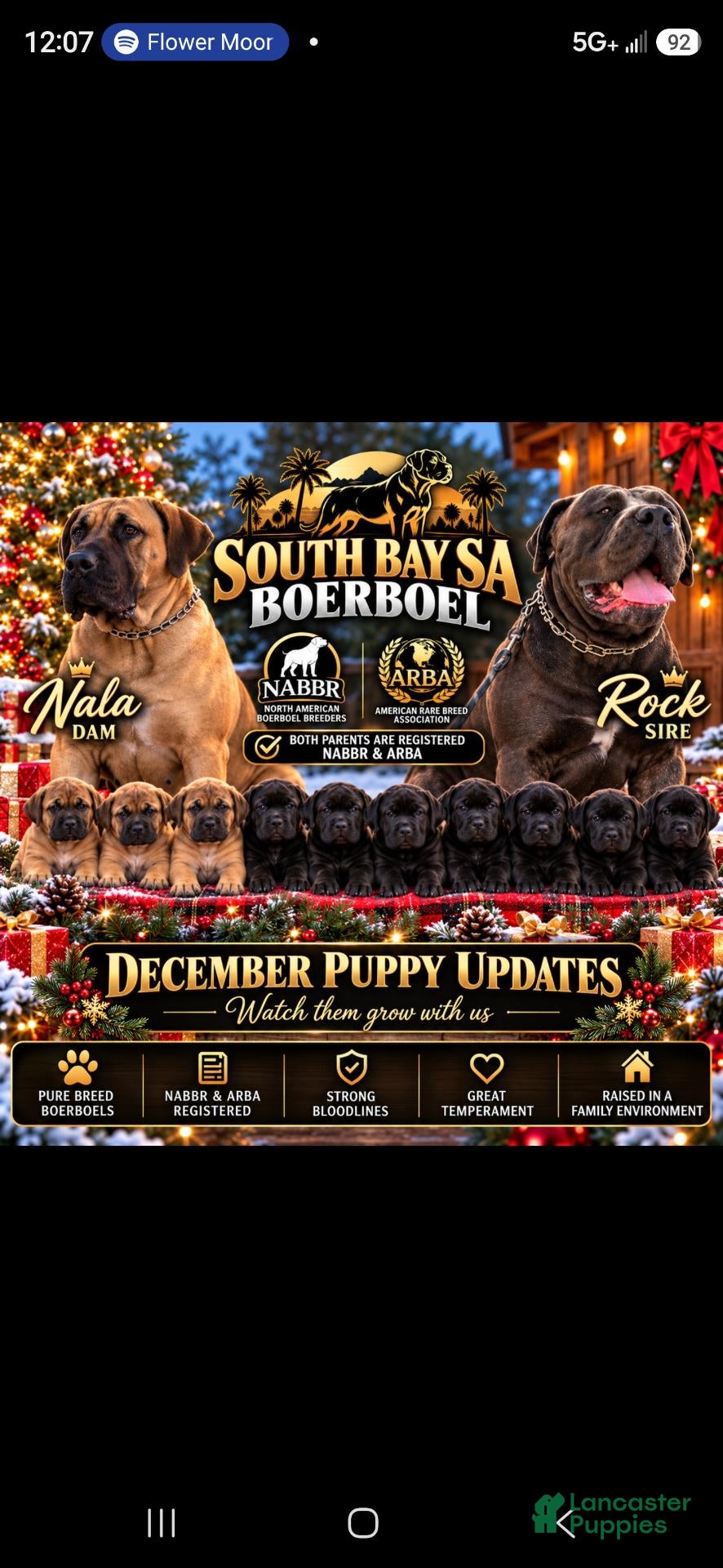 South African Boerboels dogs for sale: South African Boerboels 1 - Ad 15