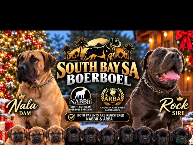 South African Boerboels dogs for sale: South African Boerboels 1 - Ad 15
