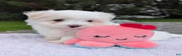 Maltese dogs for sale: Maltese 2 - Ad 4