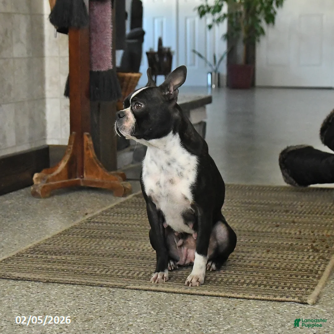 Boston Terrier dogs for sale: Myla - Ad 1