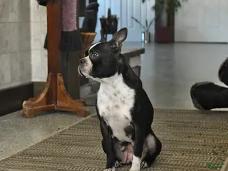 Boston Terrier dogs Myla - Ad 12