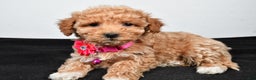 Maltipoo dogs for sale: Sally - Ad 2
