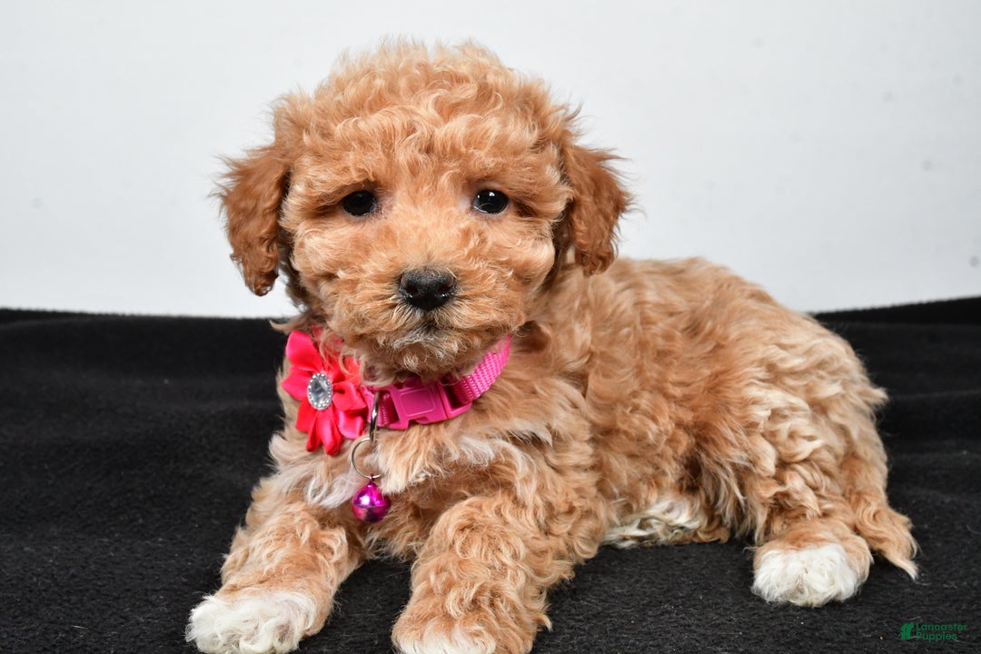 Maltipoo dogs for sale: Sally - Ad 2