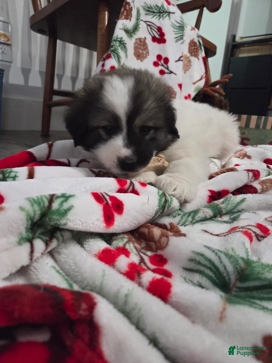 Great Pyrenees dogs for sale: Holly - Ad 3