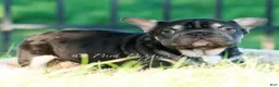 French Bulldog dogs for sale: Hershey Hue - Ad 2