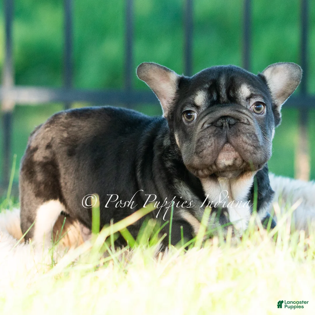 French Bulldog dogs for sale: Hershey Hue - Ad 2