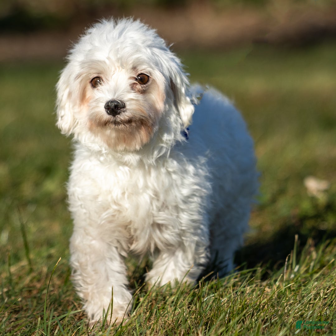 Maltipoo dogs for sale: Sparky - Ad 9