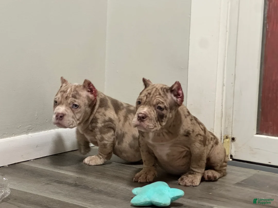 American Bully dogs for sale: Kardi - Ad 5