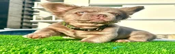 French Bulldog dogs for sale: Richie - Ad 2
