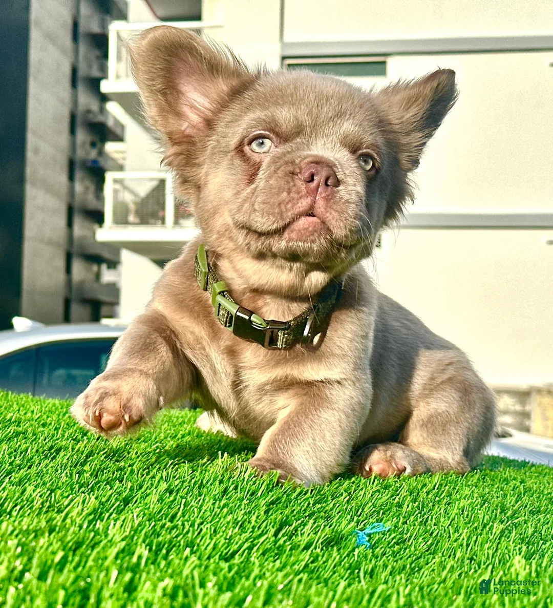 French Bulldog dogs for sale: Richie - Ad 2