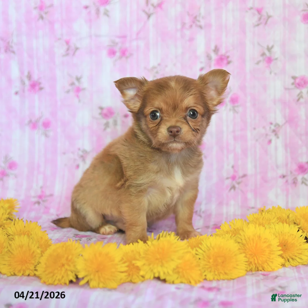 Chihuahua dogs for sale: Prince   - Ad 2