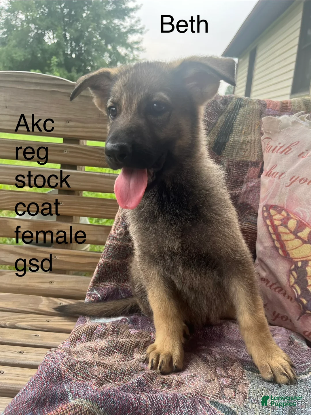 German Shepherd dogs for sale: Beth  - Ad 1